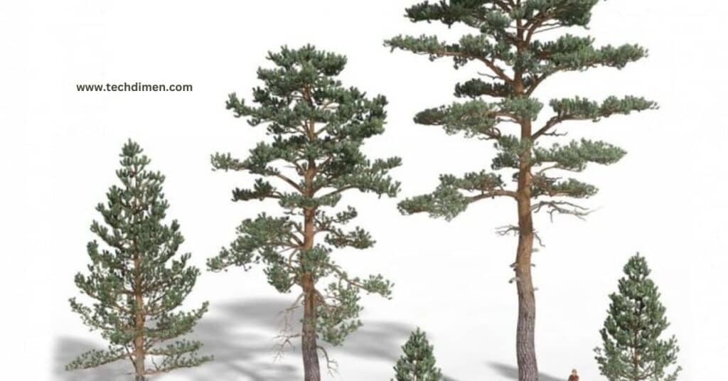 White Pine