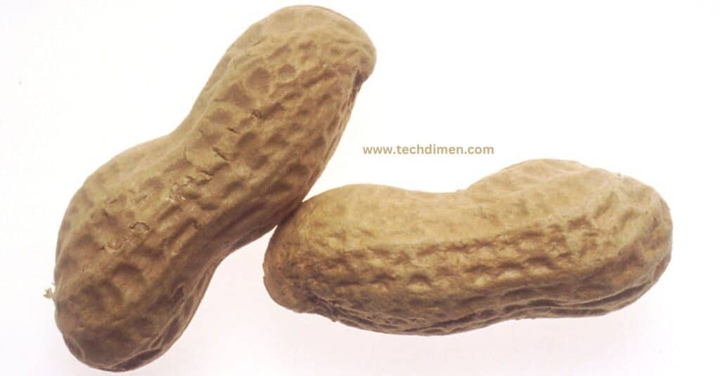 A Large Peanut 2 centimeters