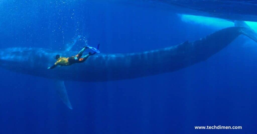 The Length of a Blue Whale