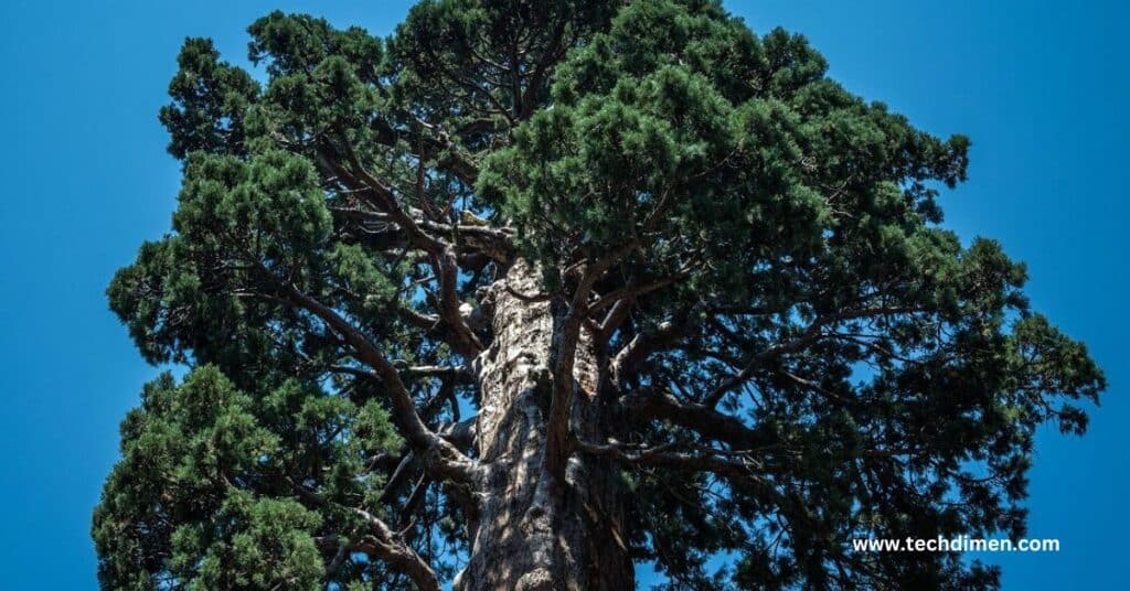 One Third of a Giant Sequoia