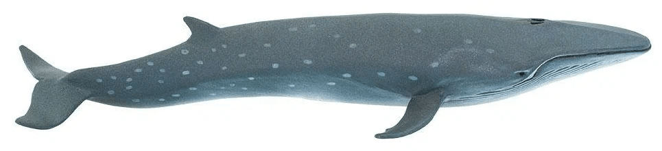 Grey Whale Size