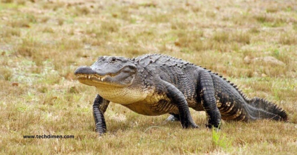 American Alligator Length 50 Feet