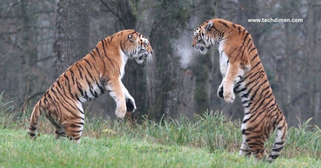 Siberian Tiger Length