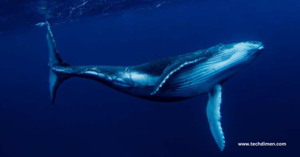 Five Blue Whales