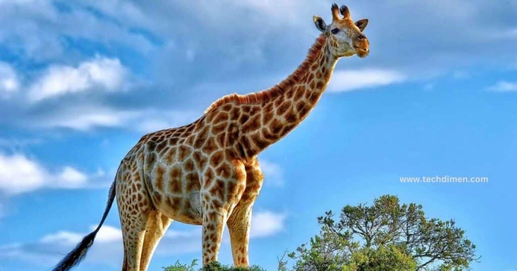 A Giraffe