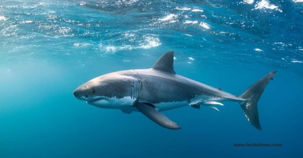 A Great White Shark