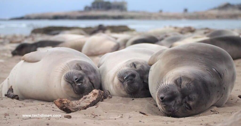 Two Male California Sea Lions