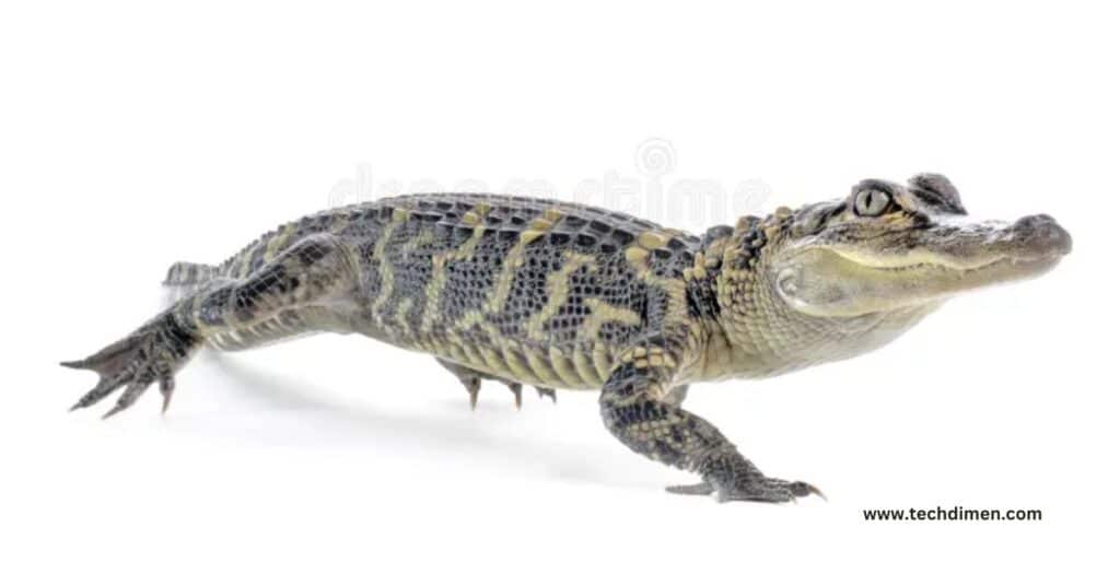 American Alligator Length