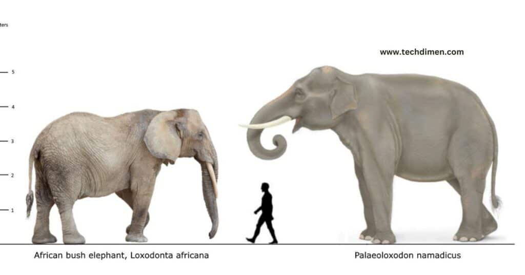 Female African Elephant Height