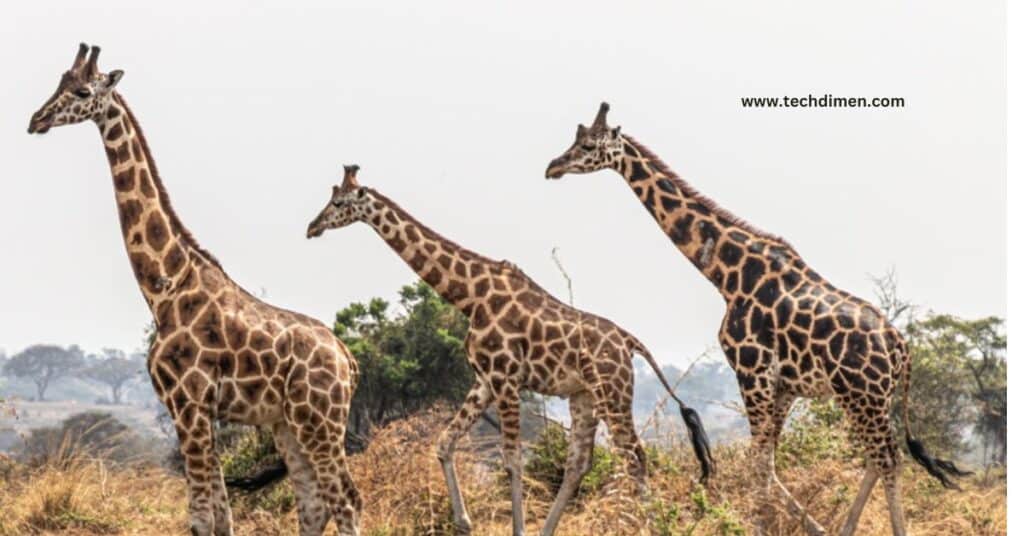 Half a Giraffe’s Height 10 Feet Long