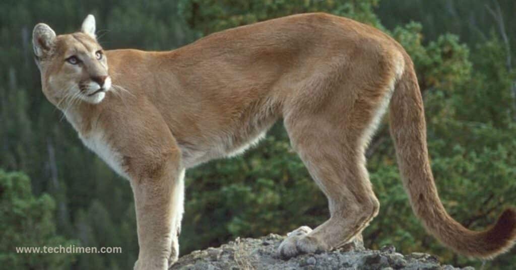 Male Cougar Dimensions