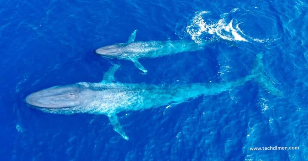 Two Blue Whales 200 feet