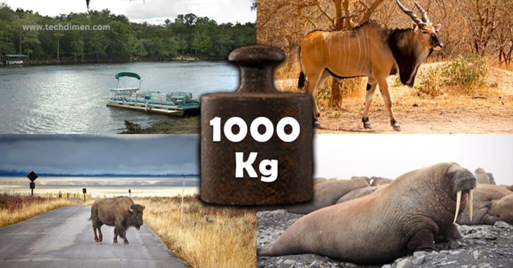 Animals That Weights 1000 Pounds