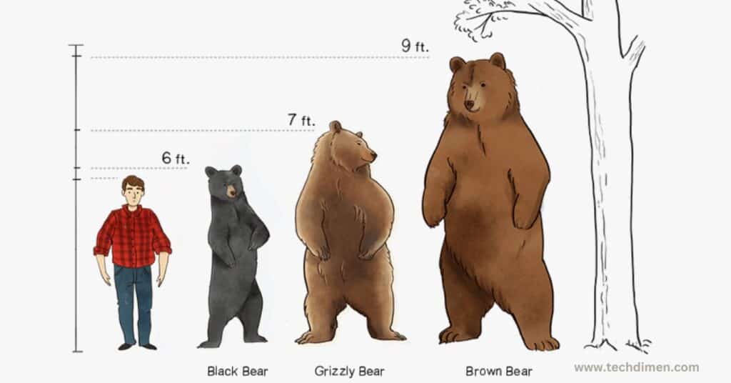 Grizzly Bear Size Comparison 999 pound