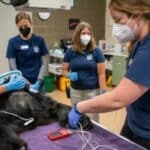 Veterinary Technician Specialties