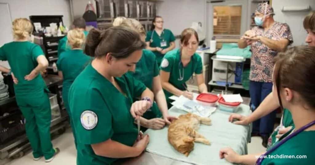 How to Become a Veterinary Technician Specialist
